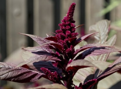 A close-up shot of a burgundy colored developing flower, alongside its burgundy leaves, showcasing the hopi red dye amaranth