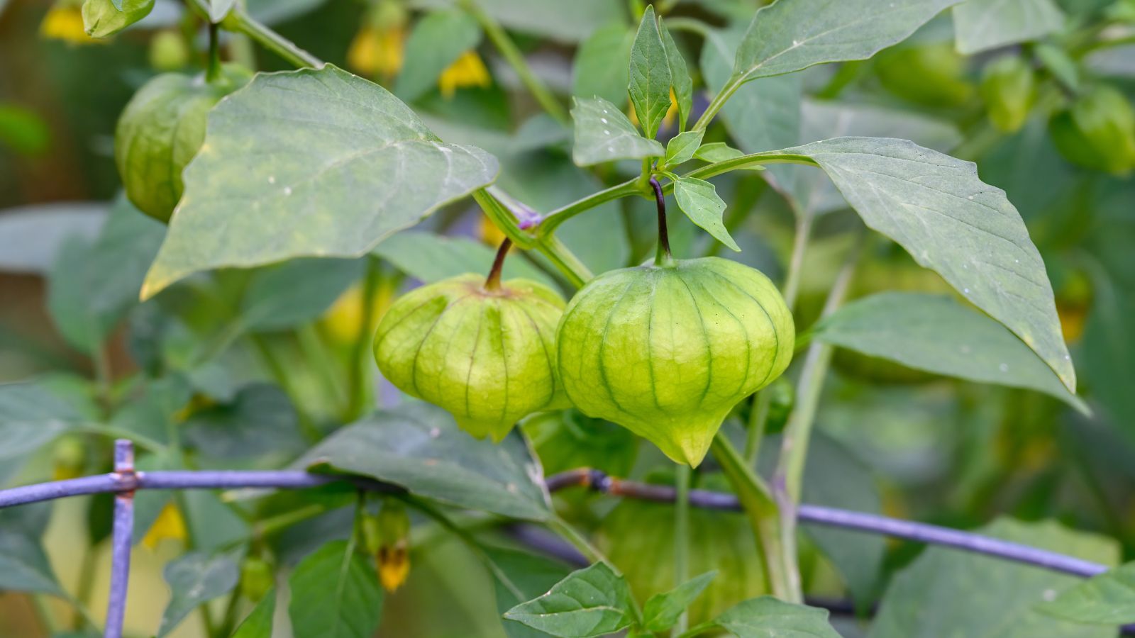 A close-up shot of a fruit-bearing plant with fruits covered in a papery husk that shows why tomatillo not producing fruit