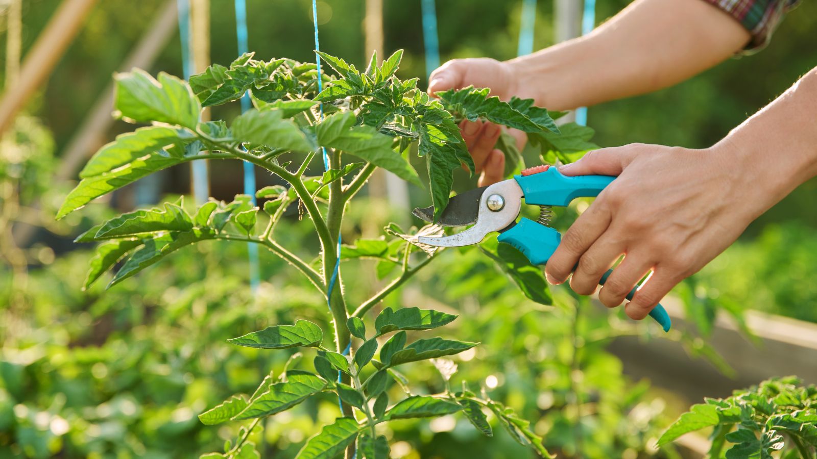 A close-up shot of a person in the process of trimming developing crops, with blue colored hand pruners, all situated in a well lit area outdoors