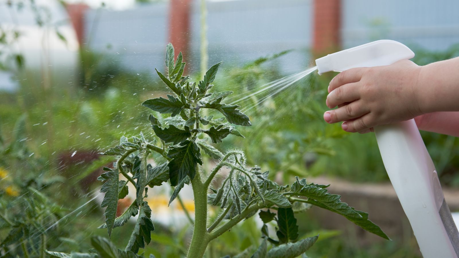 A close-up shot of a person in the process of using a misting bottle to provide liquid fertilizers to crops
