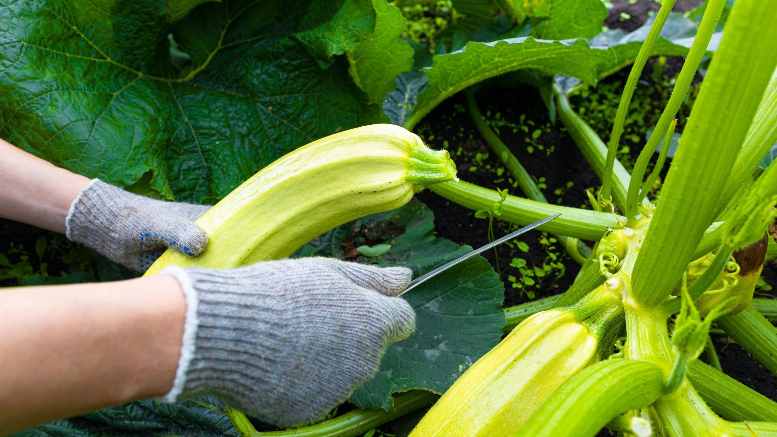 A close-up shot of a person wearing grey gloves in the process of picking ripe fruits in a well lit area outdoors