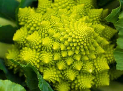 A close-up shot of a romanesco broccoli