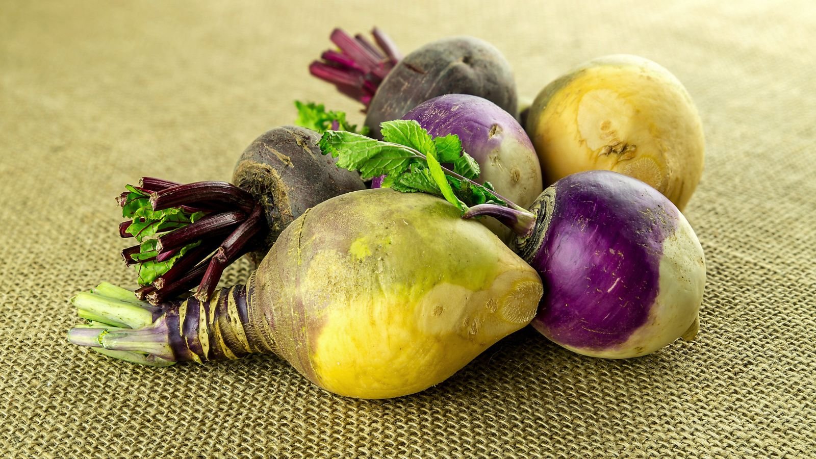 A close-up shot of a small pile of various cultivars of root crops placed on a tablecloth, showcasing late summer turnip varieties