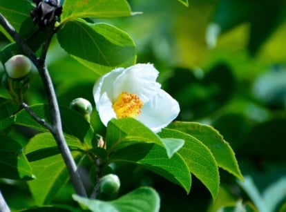 A close-up shot of a white flower growing alongside green leaves of the japanese stewartia