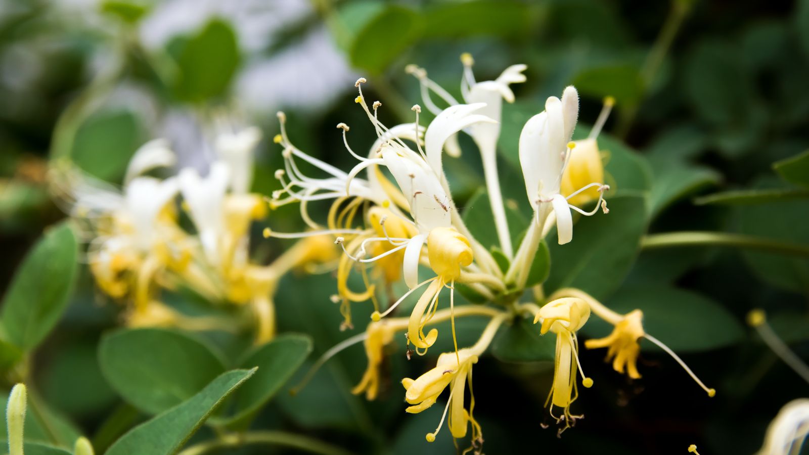A close-up shot of flowers and leaves of a flower, all situated in a well lit area outdoors