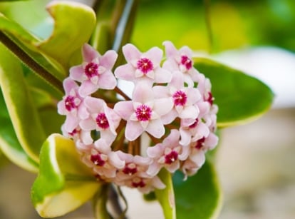 A close-up shot of pink colored clusters of flowers of a houseplant, showcasing how to get hoya to bloom