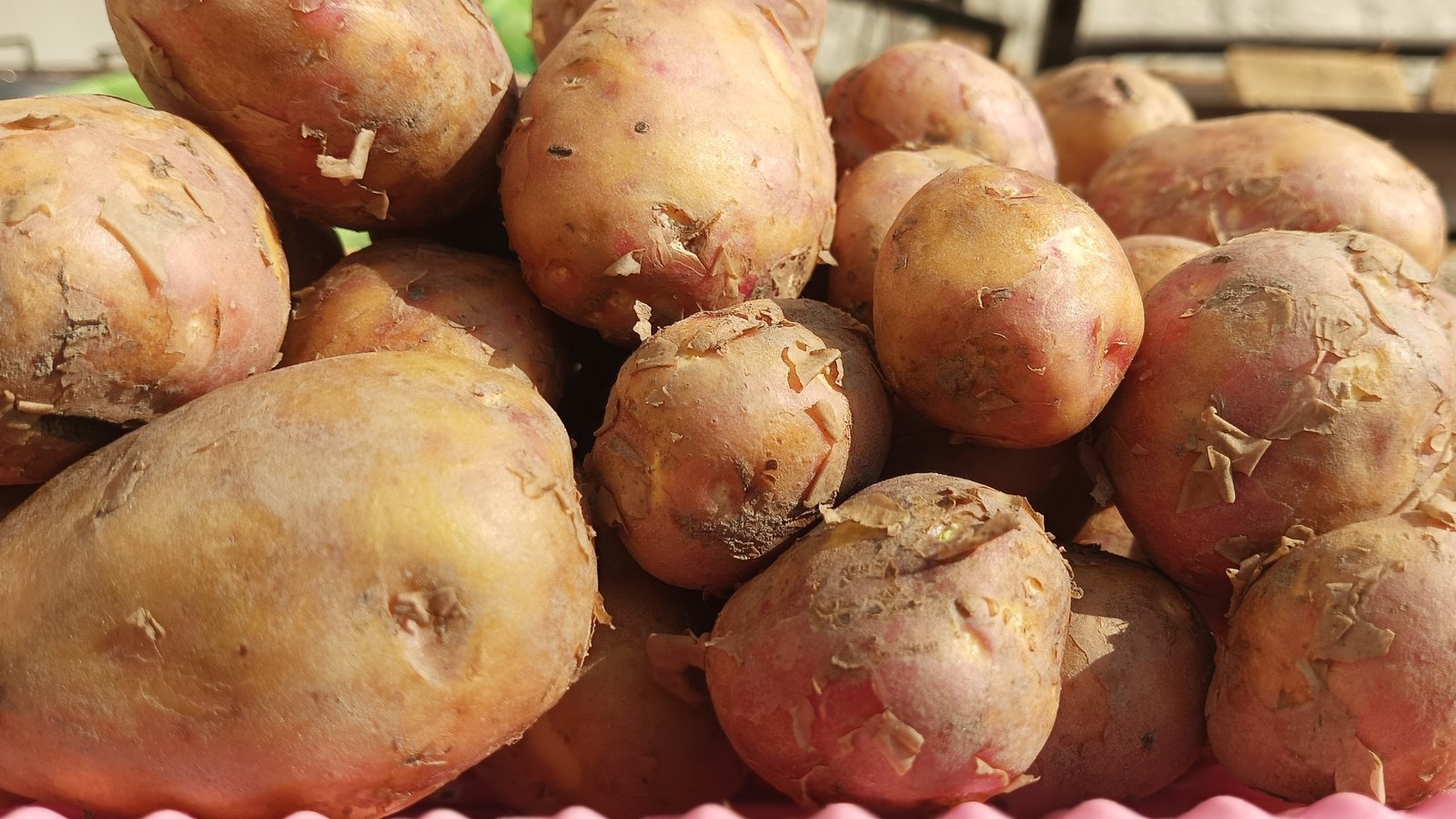 Canela potatoes nestled together, their skins textured with earthy hues, resembling a patchwork of rustic charm. Its rough surface hints at the natural ruggedness of these tubers, evoking the allure of farm-fresh produce ready for culinary exploration.