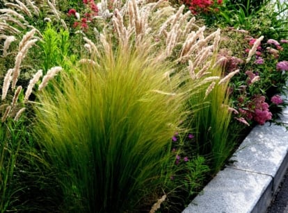 A garden border with low-growing ornamental grass appearing healthy and thriving under sunlight