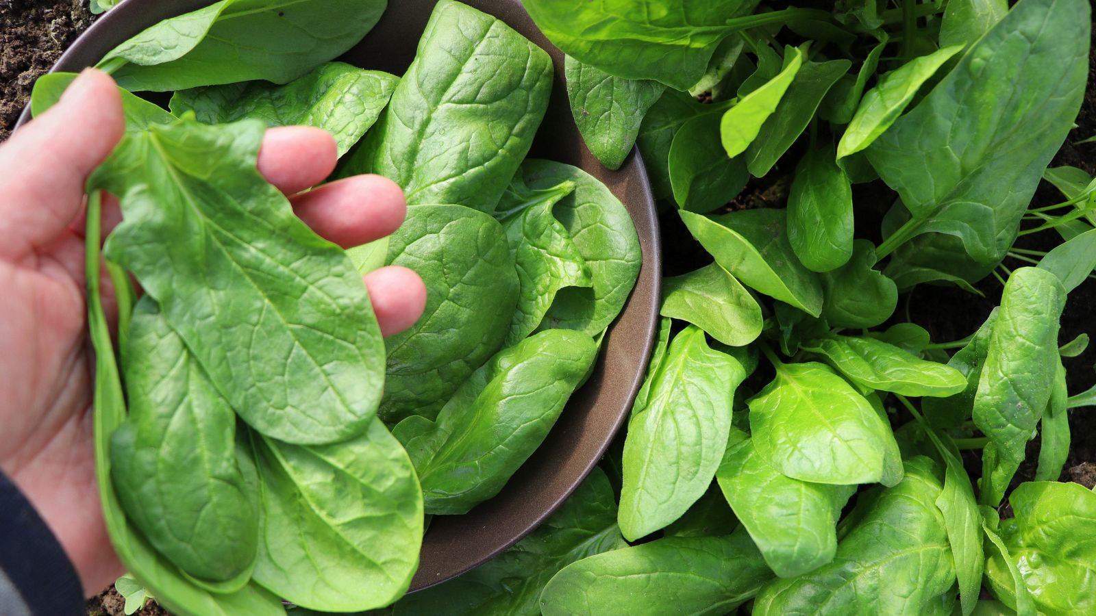 A list of types of spinach, picked by a gardener placing the leaves in a woven basket