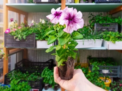 A perosn holding a plant by the roots ready to root petunias in water with other plants in the background