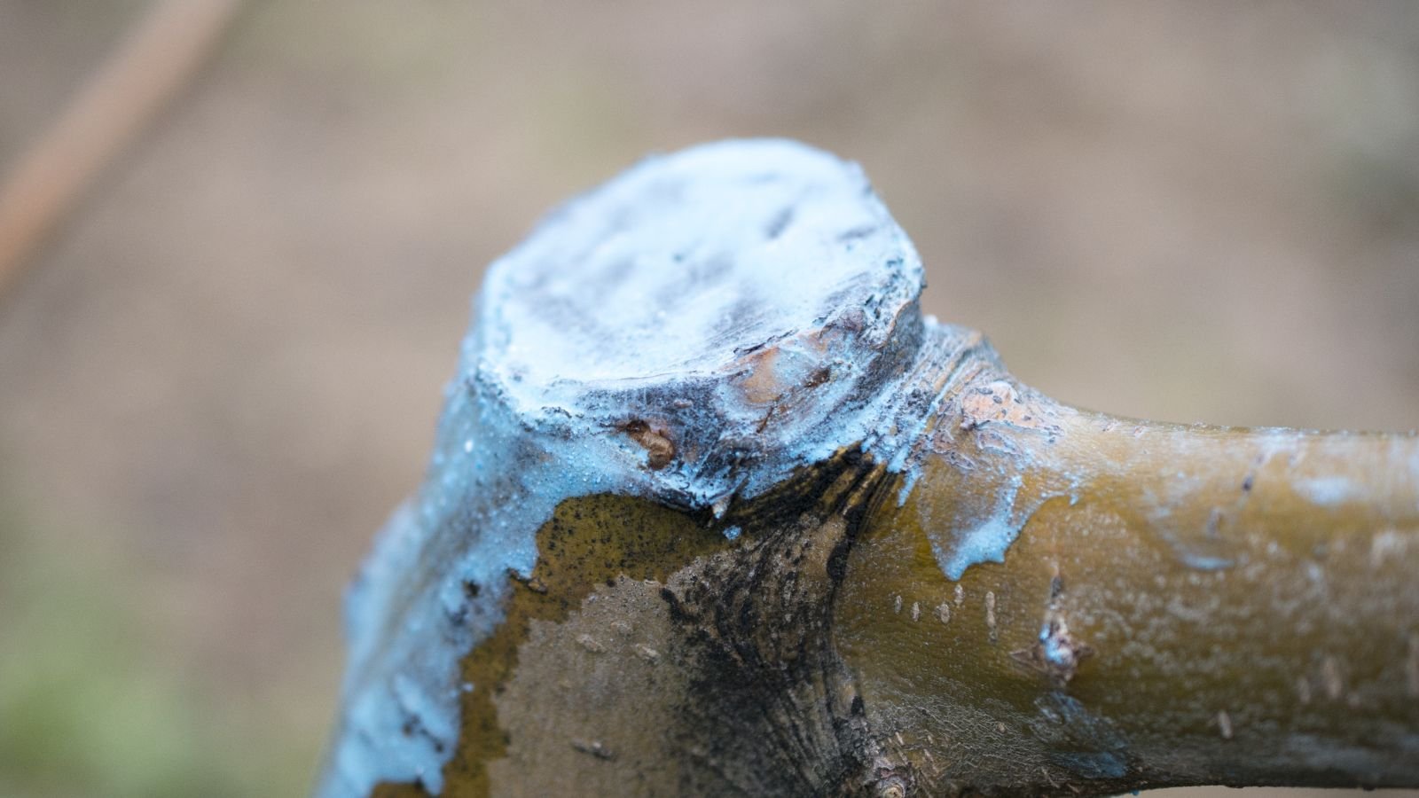 A shot of a branch that is cut and has copper fungicide solution