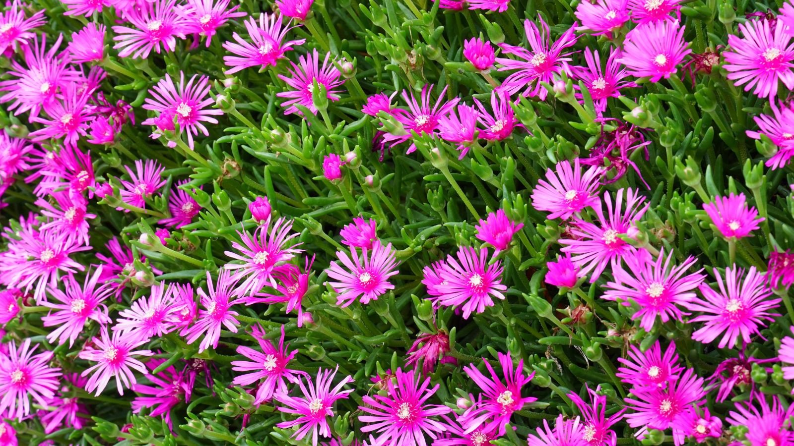 A shot of a composition of pink flowers of the ice plant with vivid green stems 