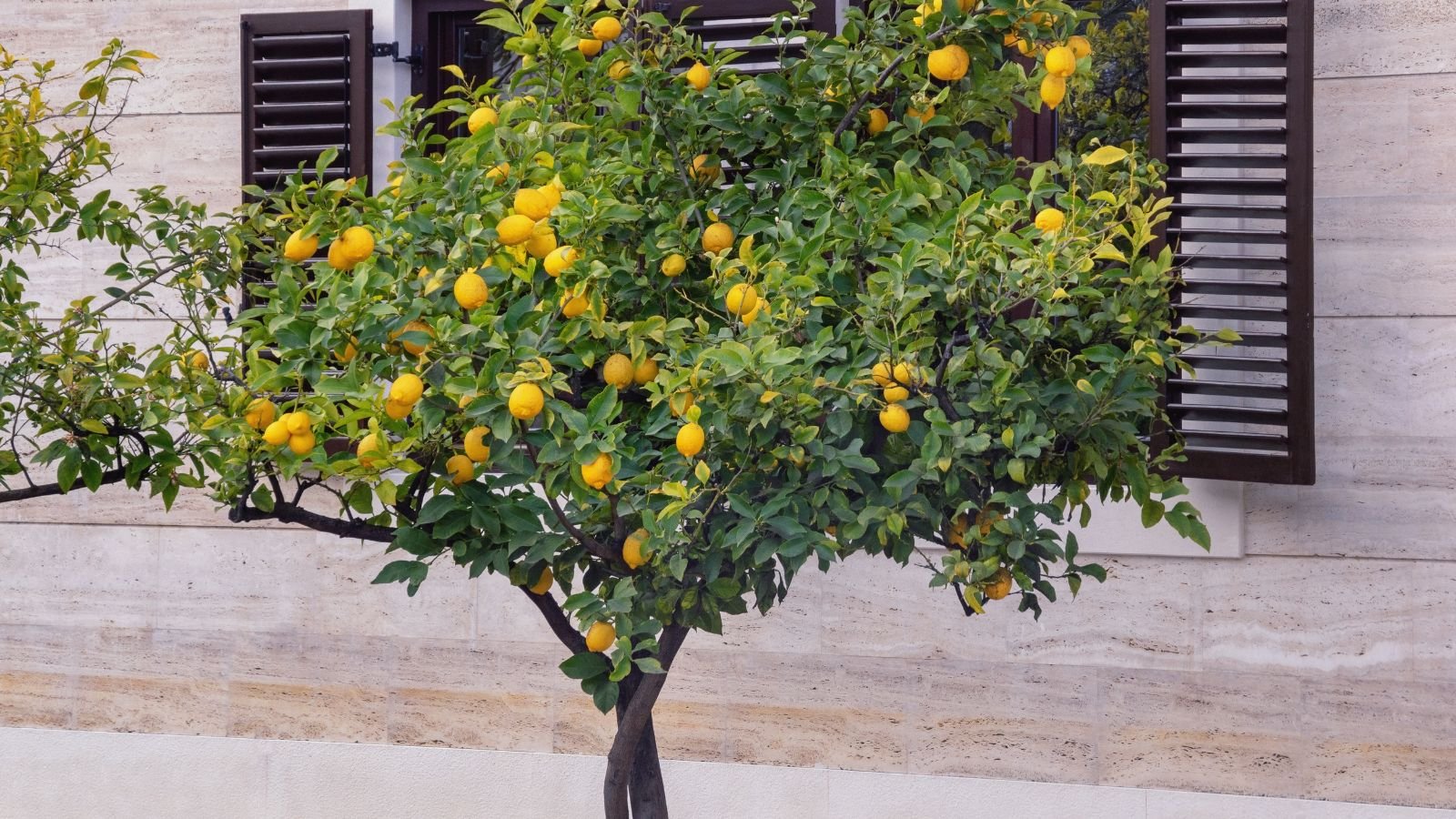 A shot of a developing fruit bearing plant in a well lit area