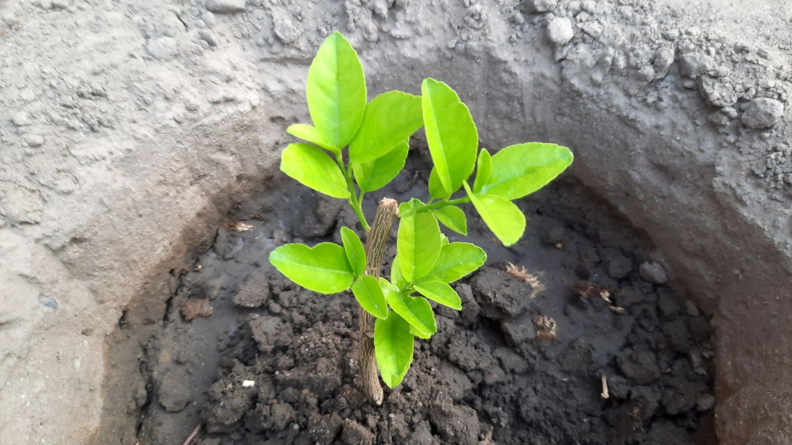 A shot of a developing seedling of a fruit bearing plant in a well lit area outdoors