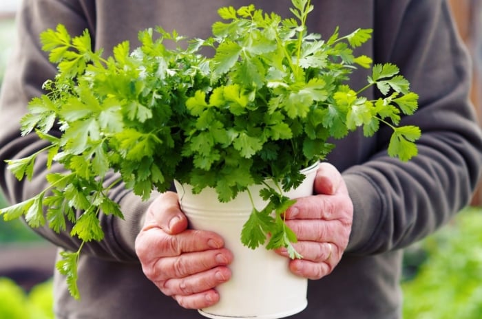 A shot of a person holding healthy herbs on a small white metal bucket used as a pot, showcasing how to grow cilantro all summer