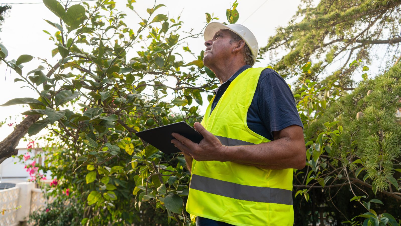 A shot of a person in he process of inspecting developing citrus plants