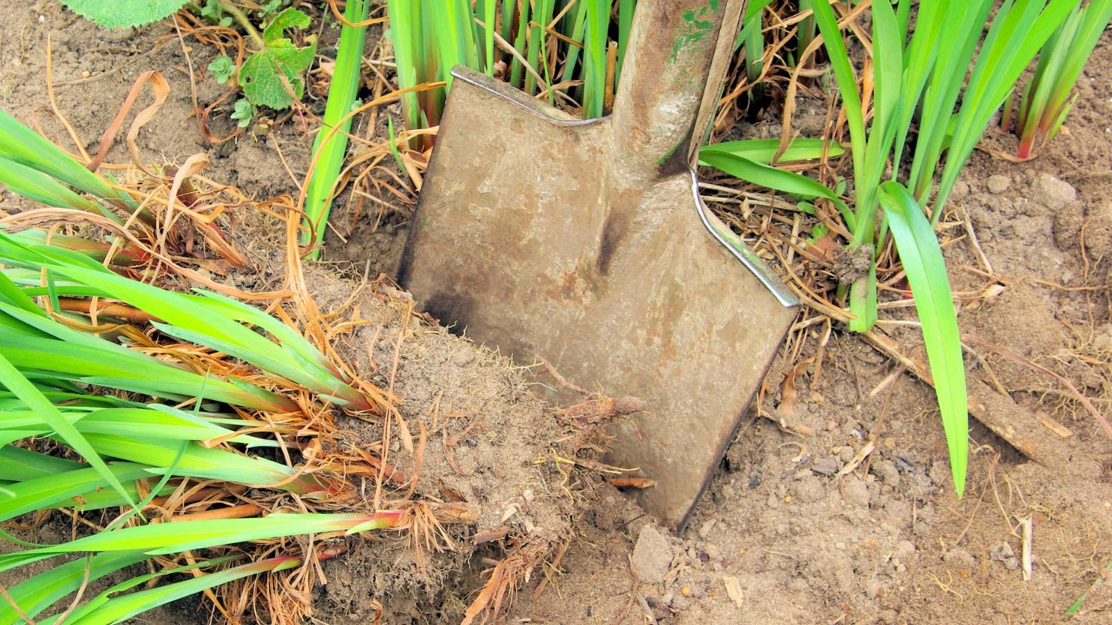 A shovel being used to dig out plants from the soil ground outdoors
