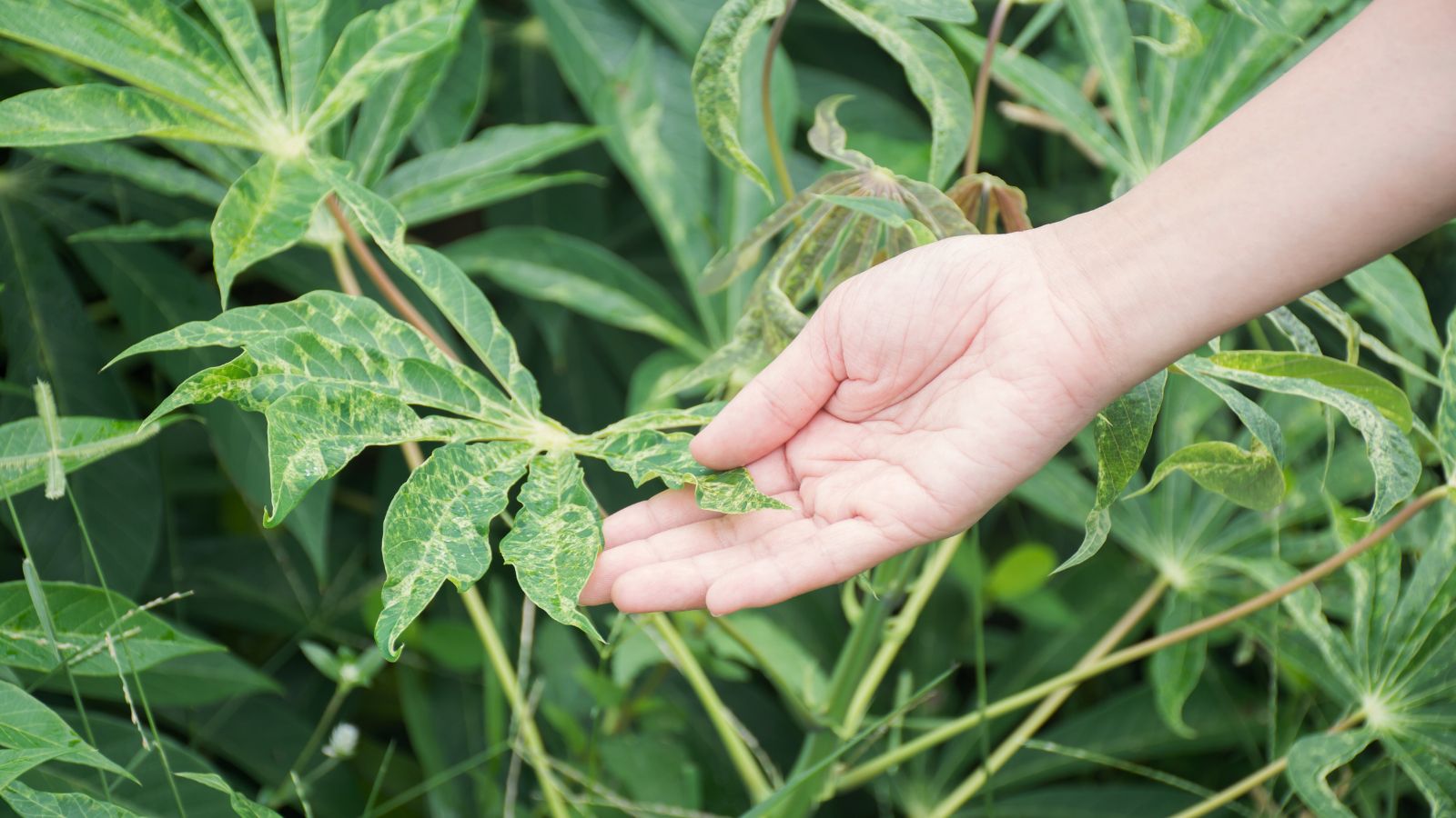 A person using bare hands to inspect a plant's leaf looking discolored and dry because of problem