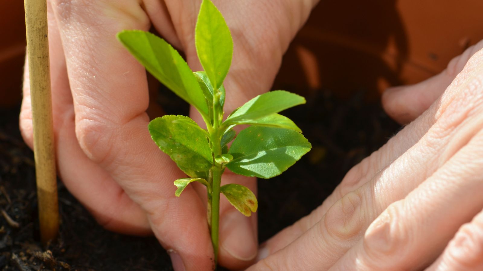 A shot of a person in the process of planting a citrus plant seedling in a well lit area outdoors
