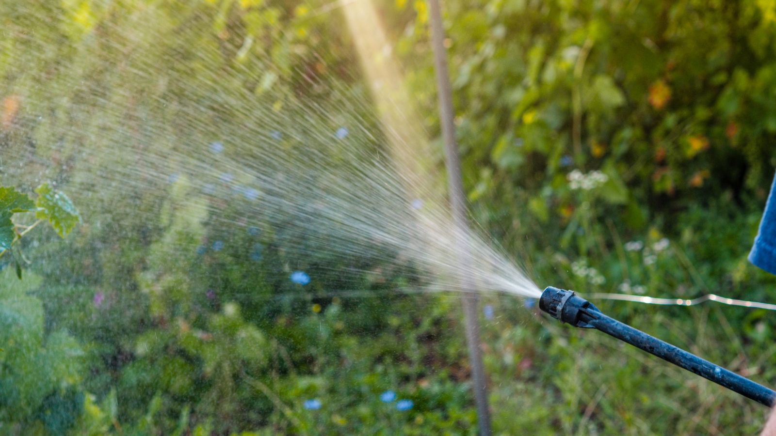 A shot of a person in the process of spraying copper fungicide