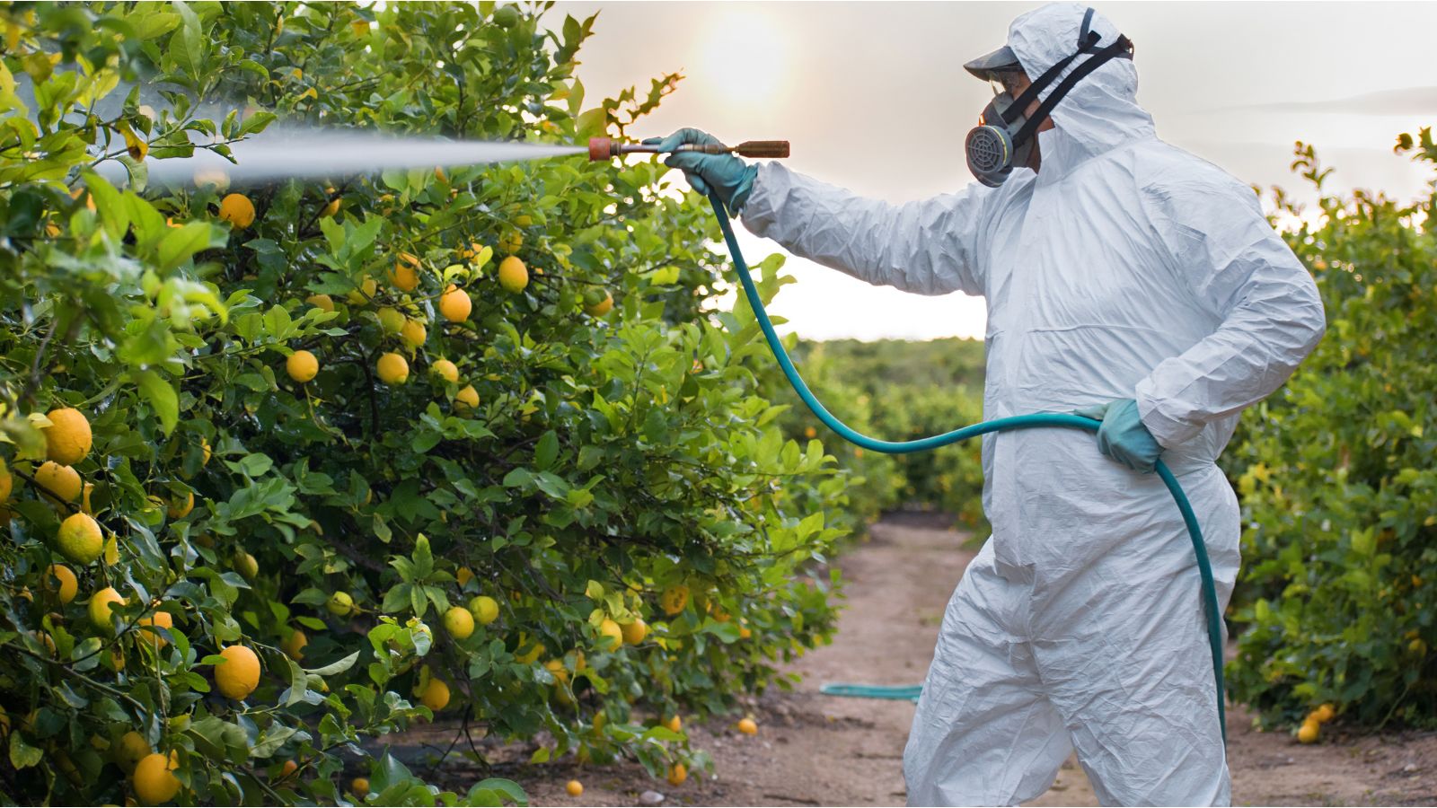 A shot of a person in the process of spraying insecticide on citrus fruit bearing plants outdoors