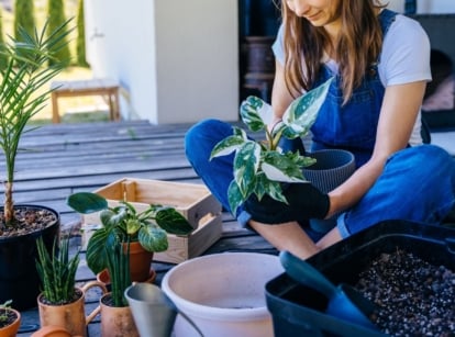 A shot of a person in the process of transplanting indoor plants, showcasing move houseplants outside
