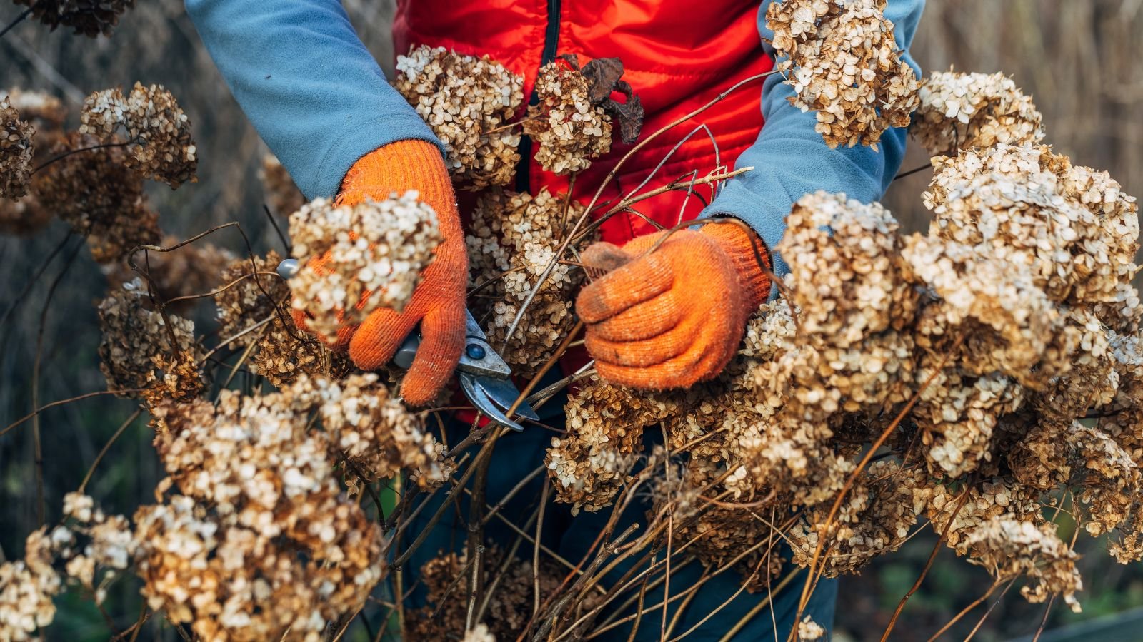 A shot of a person in the process of trimming off diseased and wilted flowers that showcases hydrangea diseases
