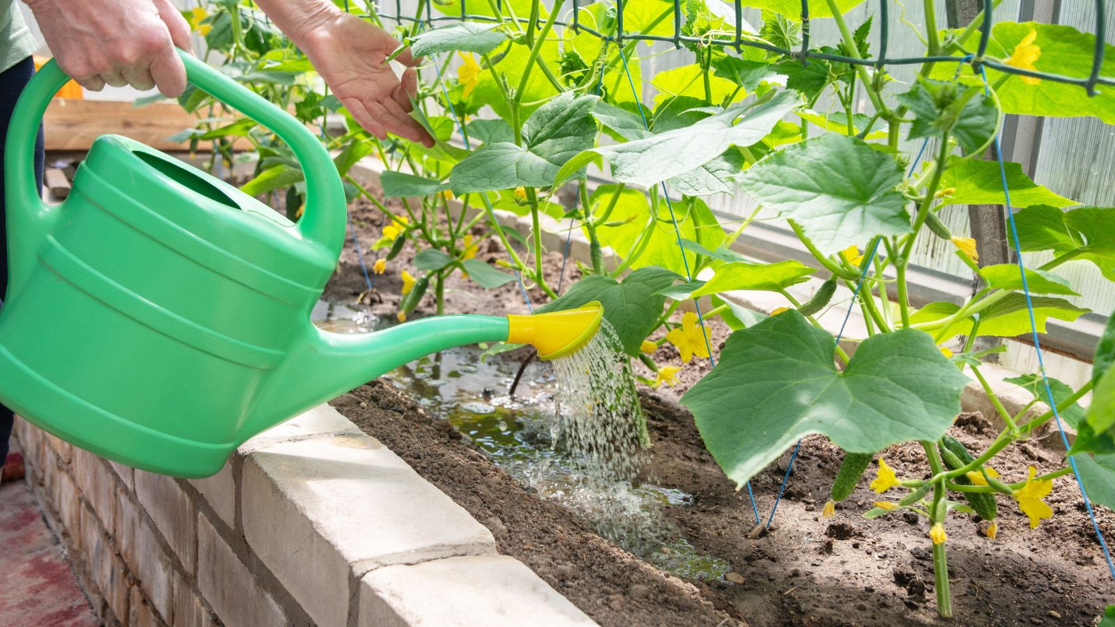 A close-up shot of a person in the process of using a green colored watering can to water developing crops