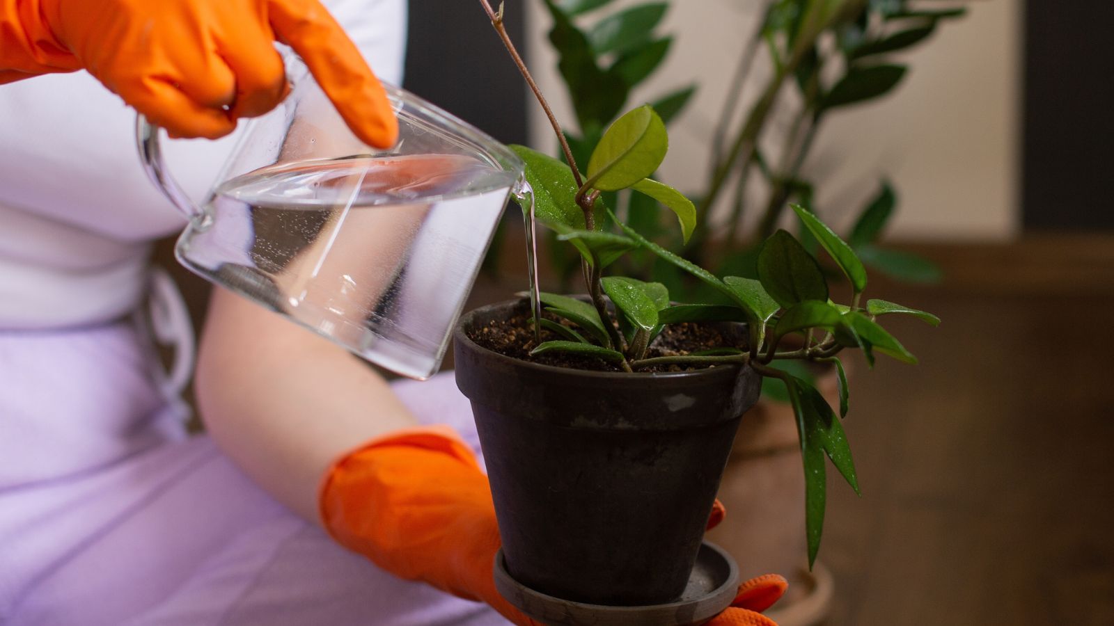 A shot of a person in the process watering young houseplants placed in a pot in a well lit area outdoors
