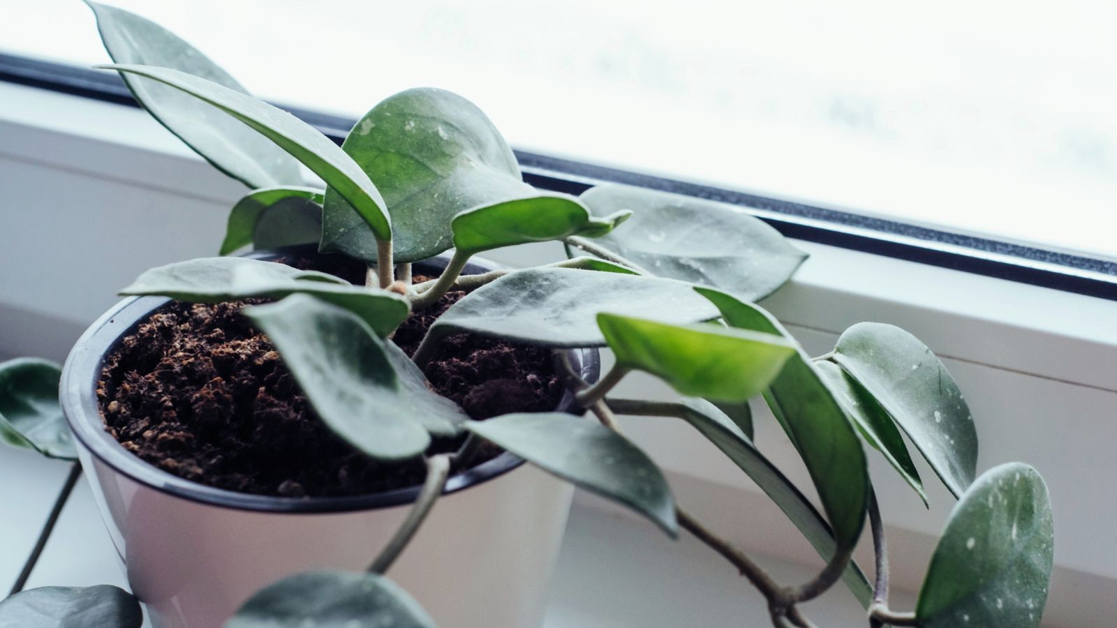 A shot of a young potted wax plant near a window in the bathroom area indoors