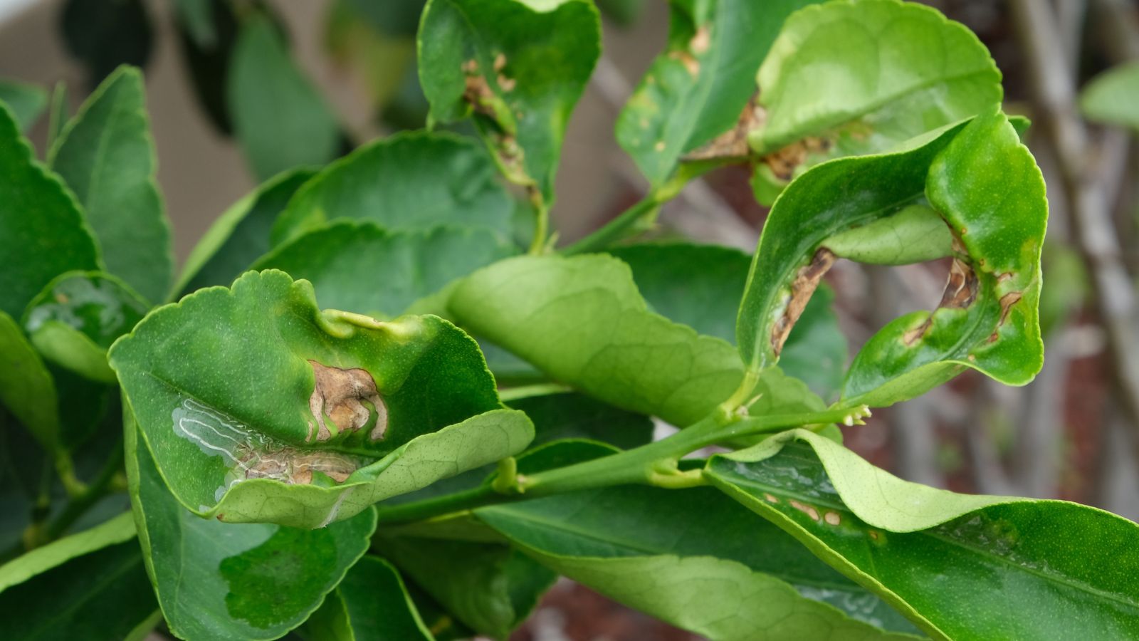 A shot of infected leaves of a fruit bearing plant