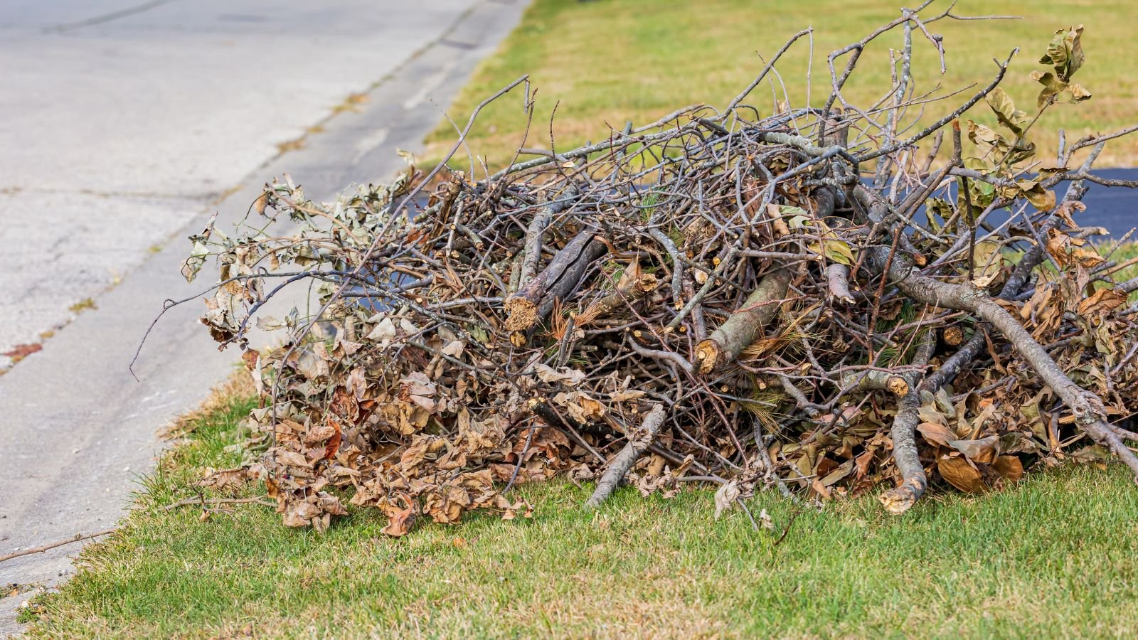 A shot of piled up leaves, branches and trunk of a sapling outdoors