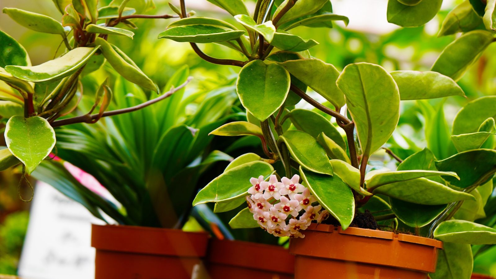 A shot of several potted wax plants showcasing its pink colored flowers and green leaves, all placed in a well lit area