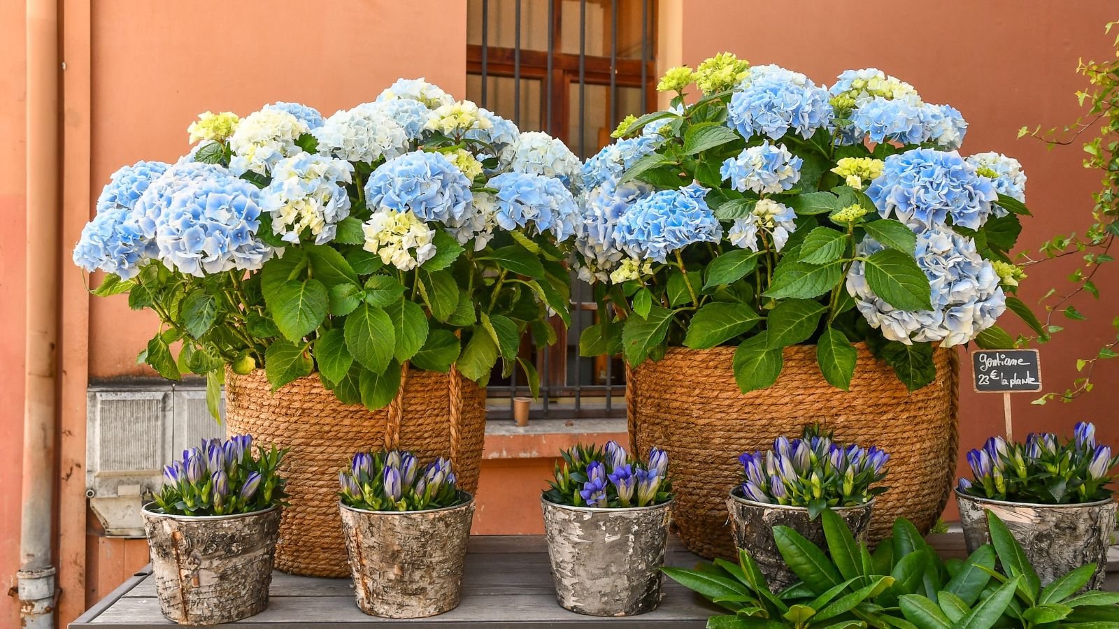 Containers filled with healthy and lovely blooms of different sizes placed on a wooden table