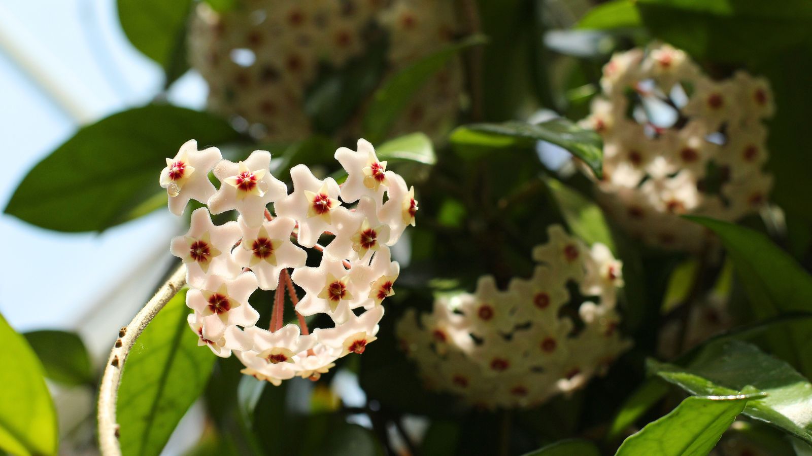 A shot of several white colored flowers and leaves of the wax plant, basking in bright dappled sunlight indoors