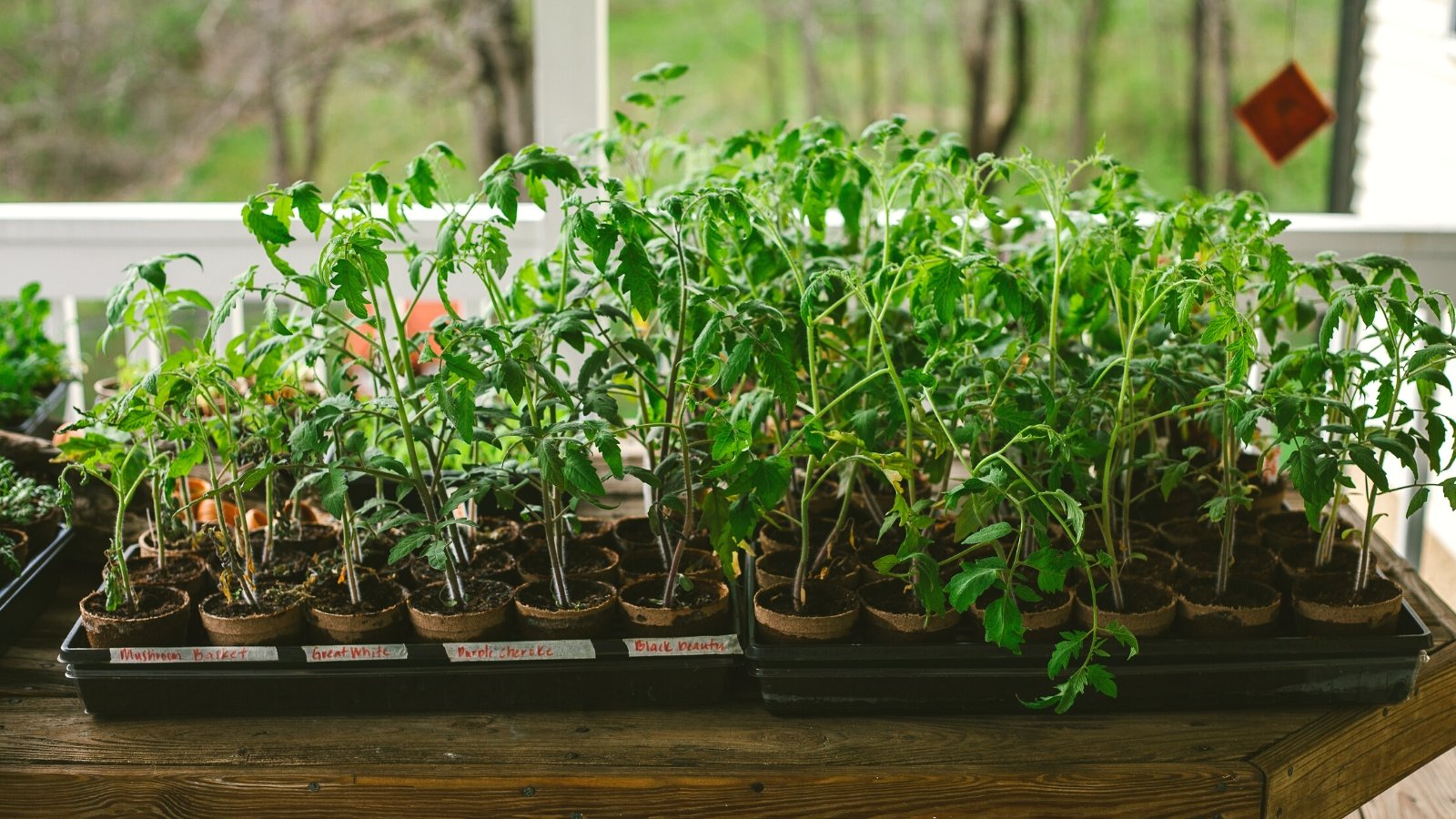 View of young tomato seedlings in peat pots and starter trays on a wooden table on a terrace. The tomato plant presents a robust appearance with its sprawling growth habit, characterized by sturdy stems and lush, deep green foliage. The leaves of the tomato plant are broad, oval-shaped, and deeply lobed, giving them a distinctive and recognizable appearance.