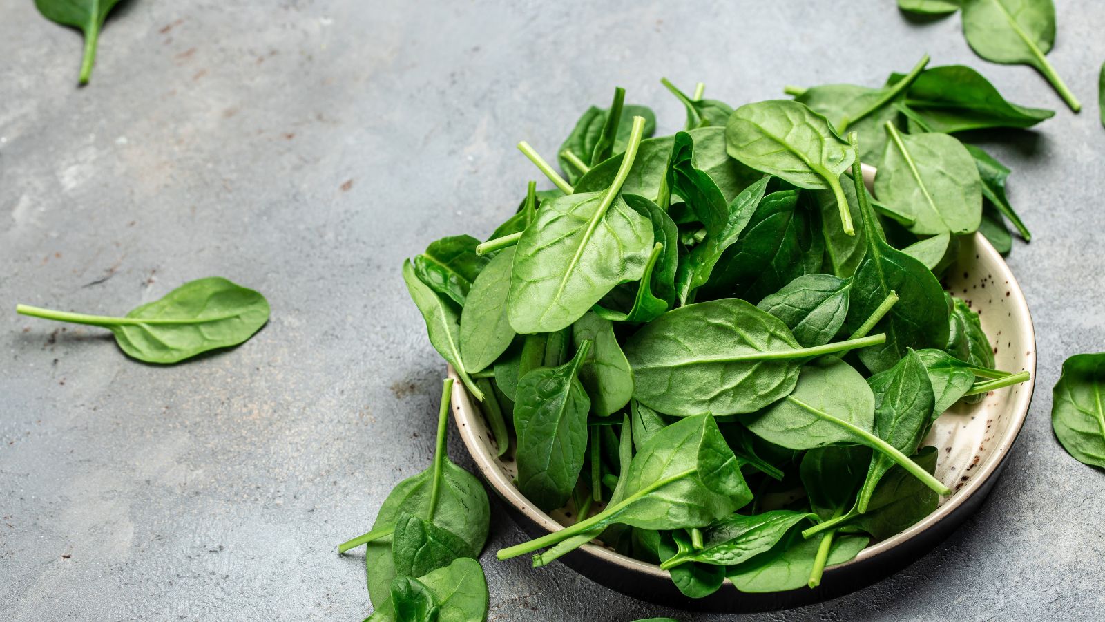 A bowl filled with Acadia leaves appearing oval and green with waxy surfaces