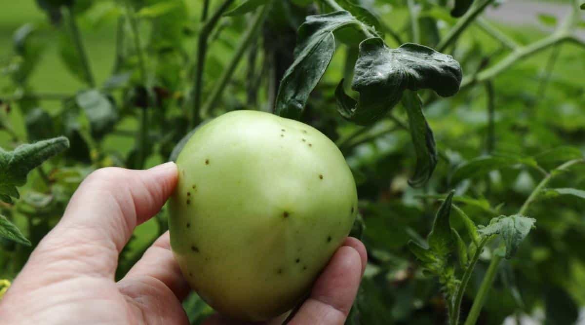 Gardener Holding an Infected Unripe Fruit