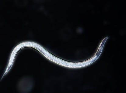 An isolated microscopic shot of a beneficial nematodes