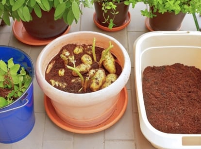 An overhead and close-up shot of developing crops on pots, showcasing how to grow cuttings in potatoes