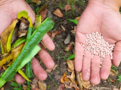 An overhead shot of a person's hand holding different materials, showcasing compost vs. fertilizer