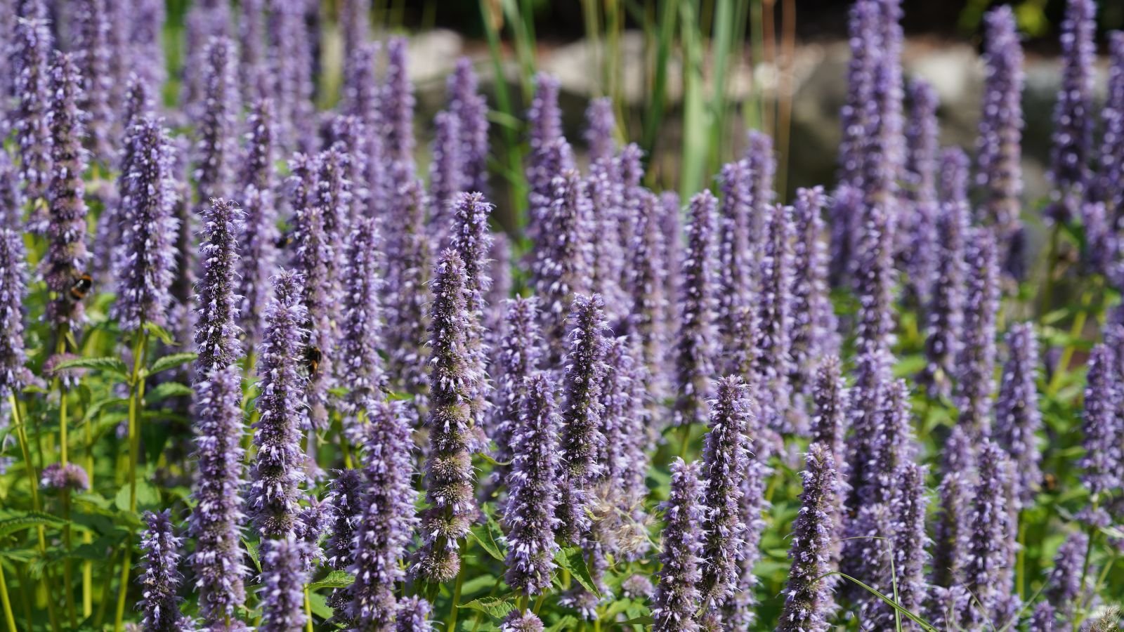 Tall stalks displaying purple flowers atop green foliage, in a large field area outdoors.