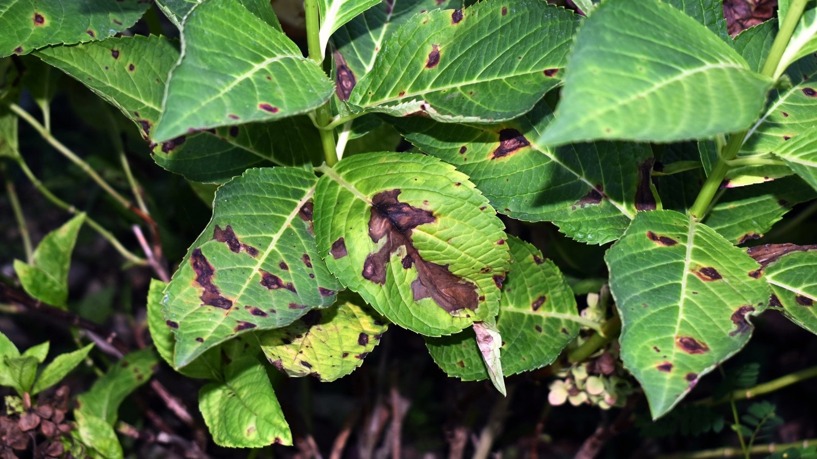 Hydrangea leaves showing irregular dark brown to black spots with yellow halos caused by anthracnose disease.
