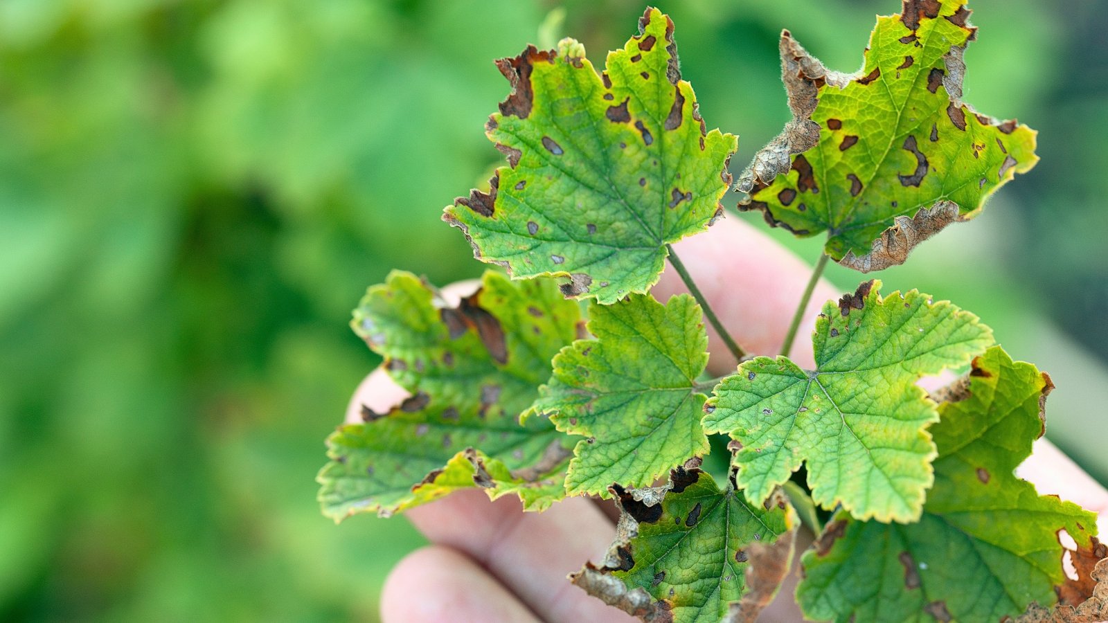 Black currant leaves with rounded lobes and serrated edges show wilting and curling, marked by irregular dark lesions with pale centers and yellowing around the spots.
