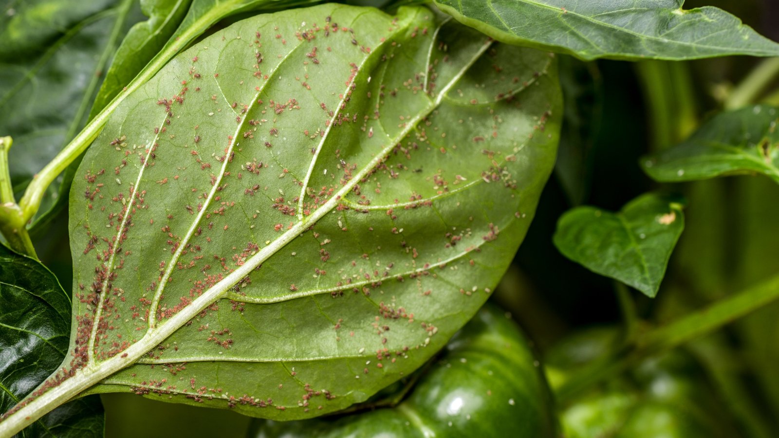 Close up of the back of a green leaf with tiny, reddish bugs all over it.