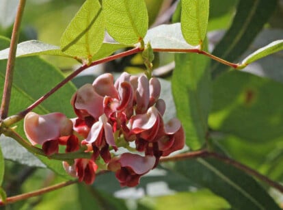Apios Americana