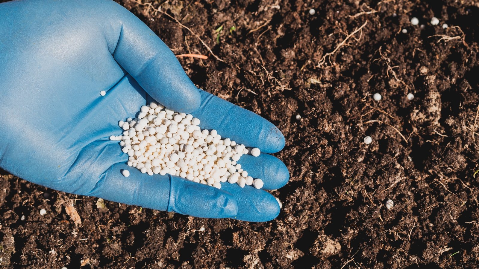 Close up of gardener's hand in blue glove holding handful of white granular fertilizer applying it to soil in garden.