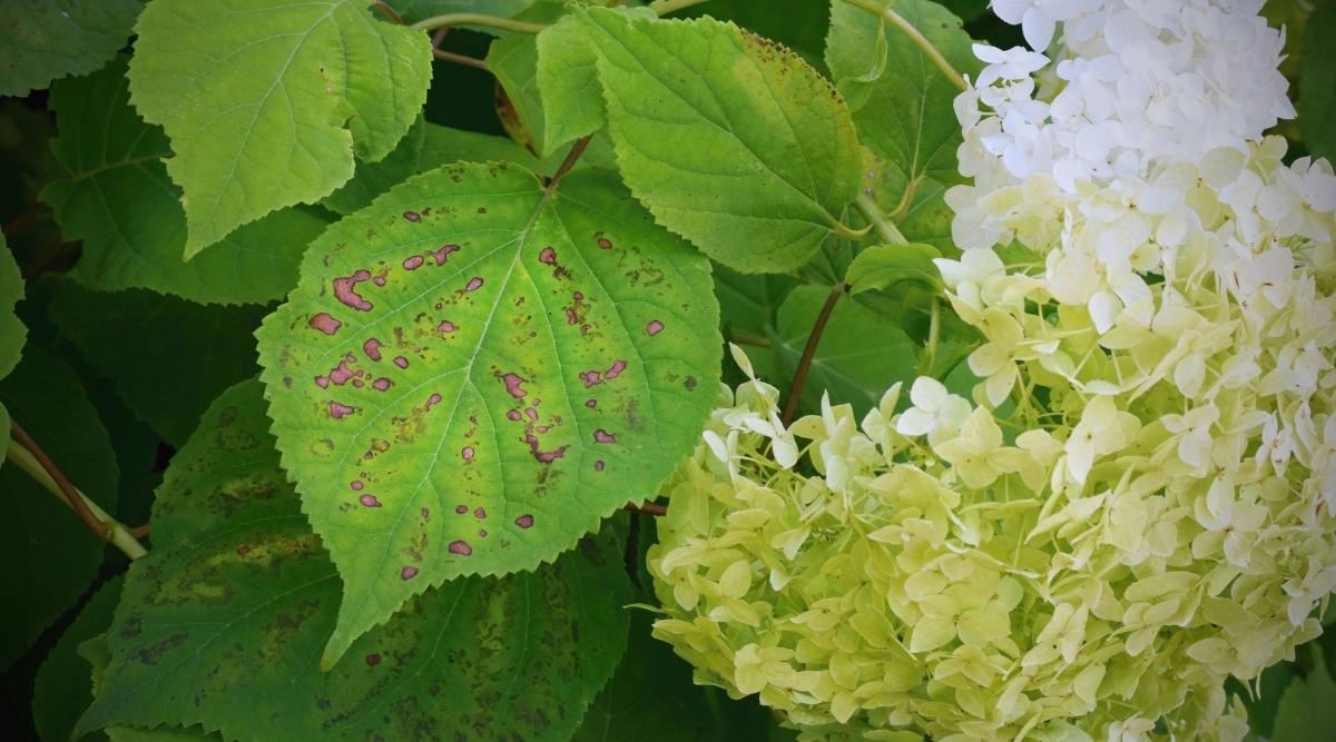 Bacterial Leaf Spot