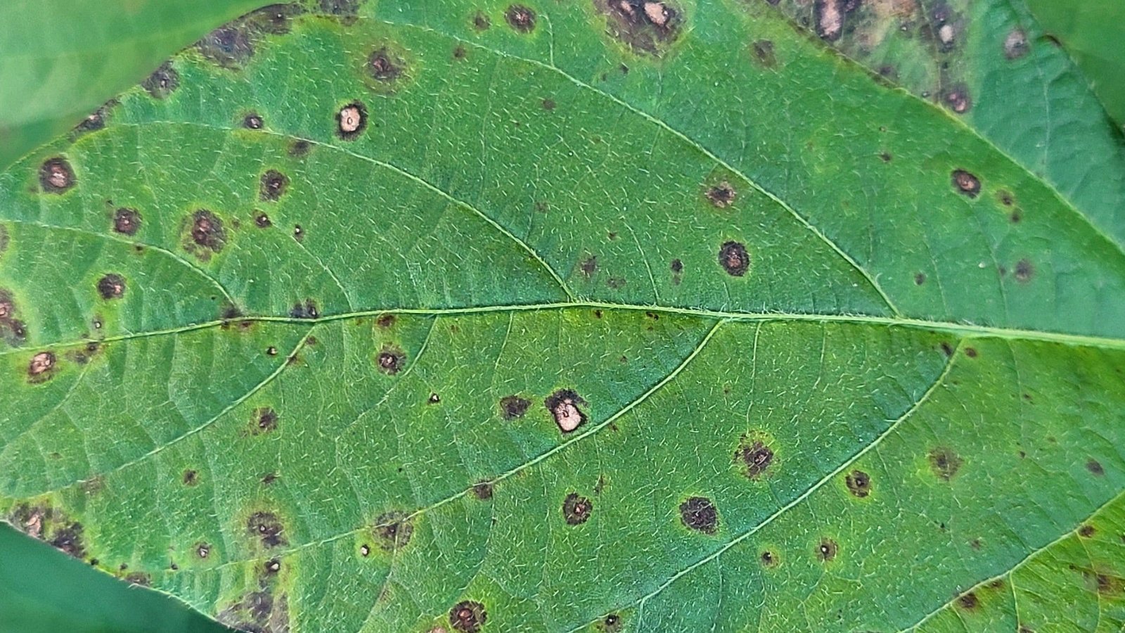 Green leaf surface dotted with dark, water-soaked bacterial leaf spots surrounded by yellow halos.
