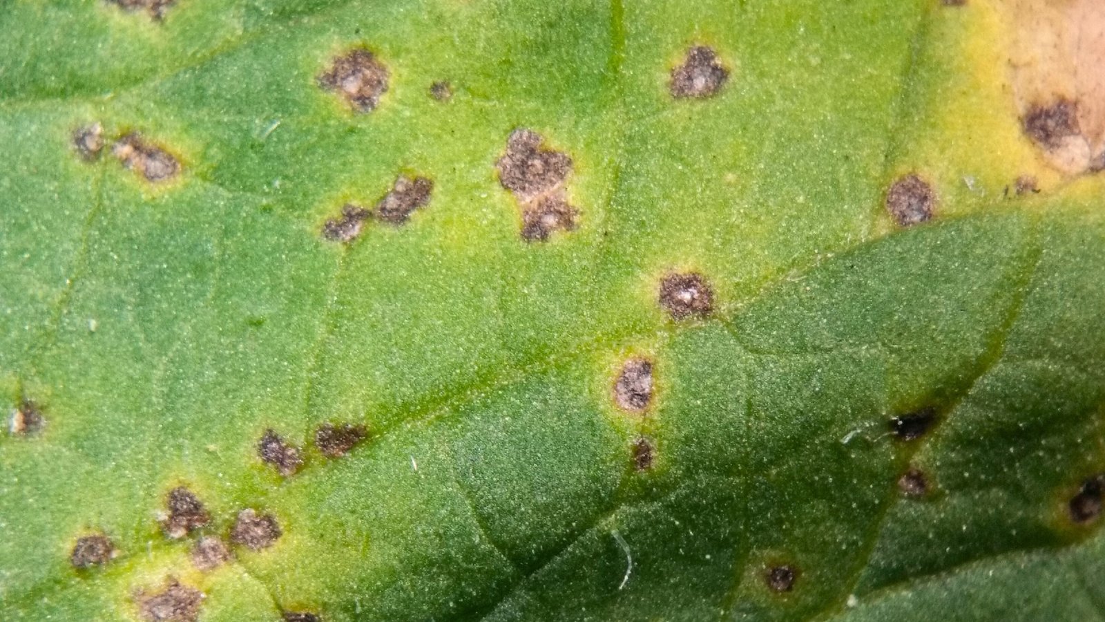 Close-up of a tomato leaf showing dark, water-soaked spots with yellow halos caused by bacterial leaf spot infection.
